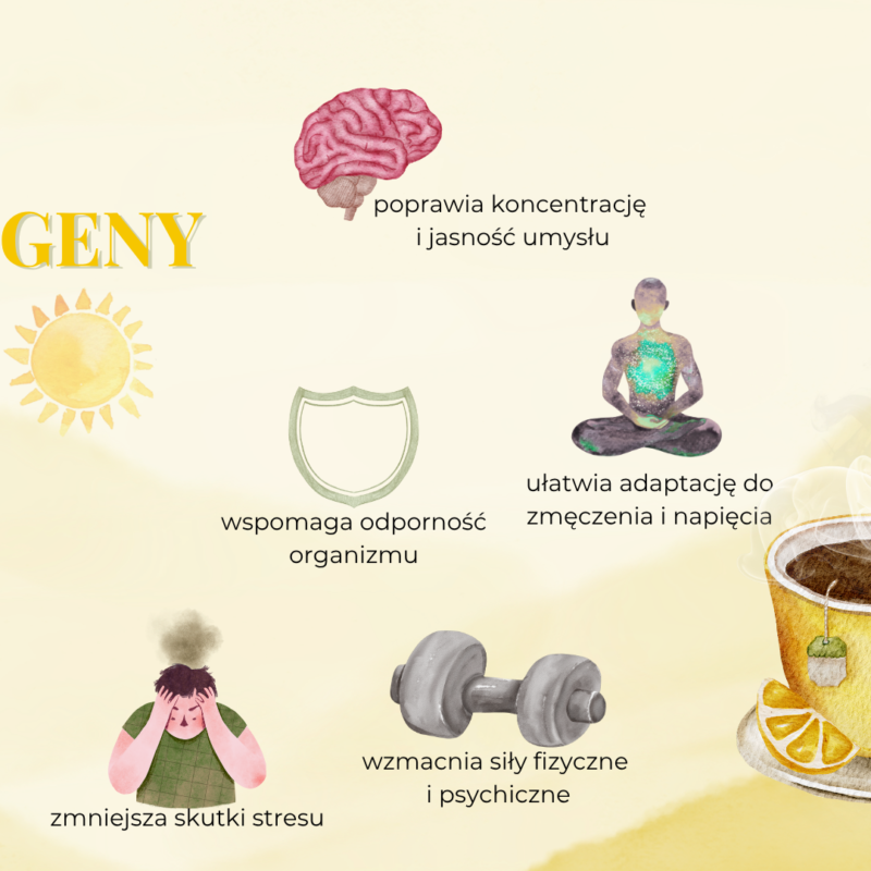 HERBATKA ZIOŁOWA ADAPTOGENY DZIEŃ